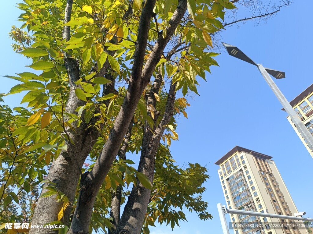 秋日街头绿树与高楼