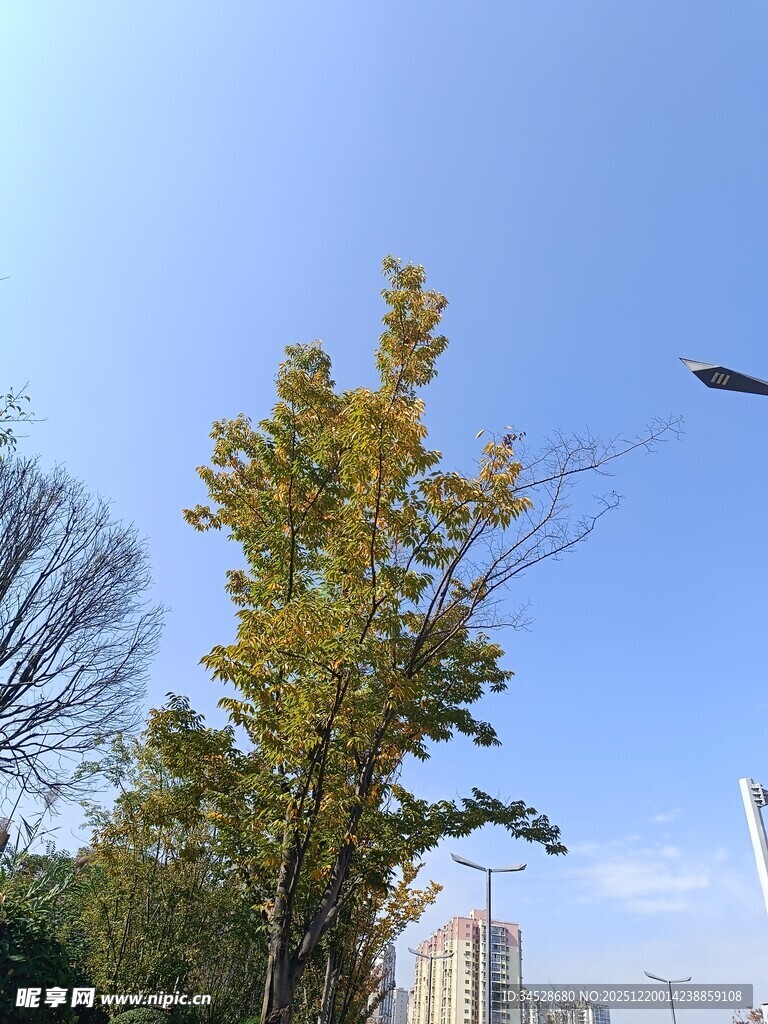 秋日银杏与蓝天相映