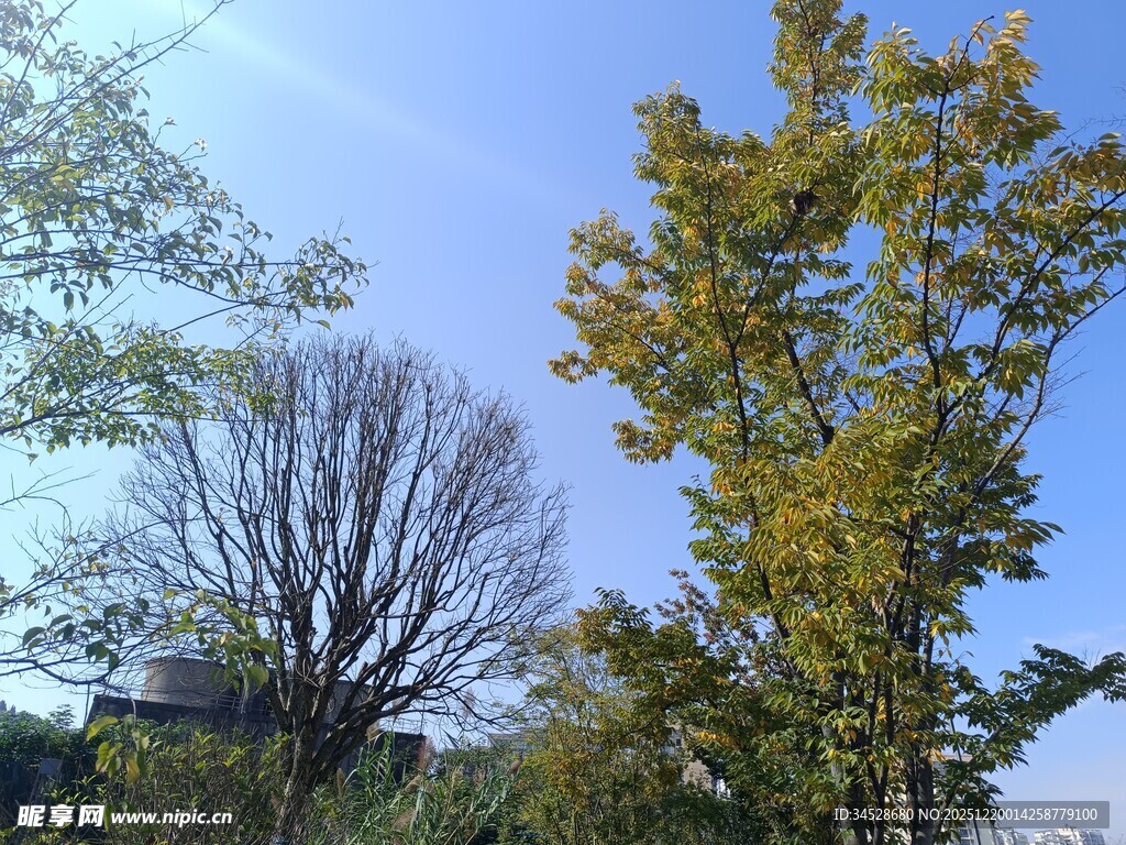 秋日户外树木蓝天景象