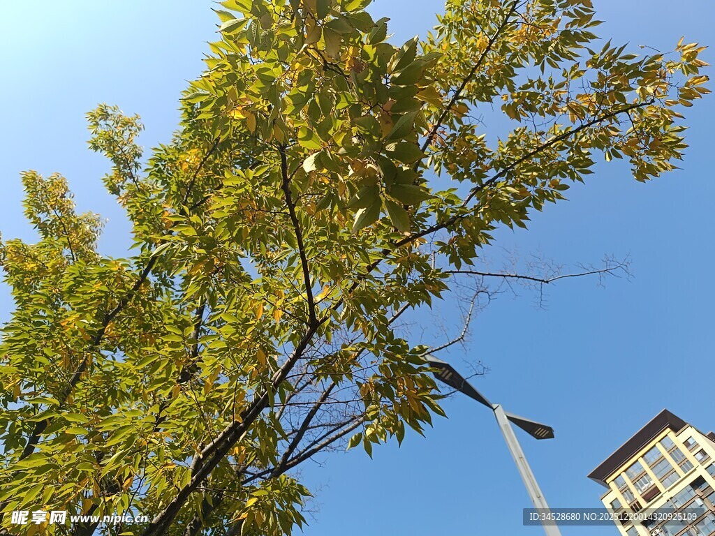 蓝天绿叶下的树木景观