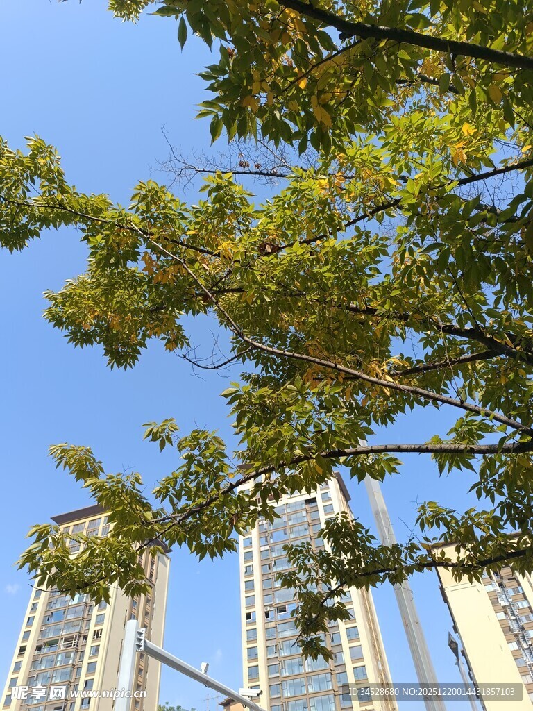 城市蓝天绿树高楼景致