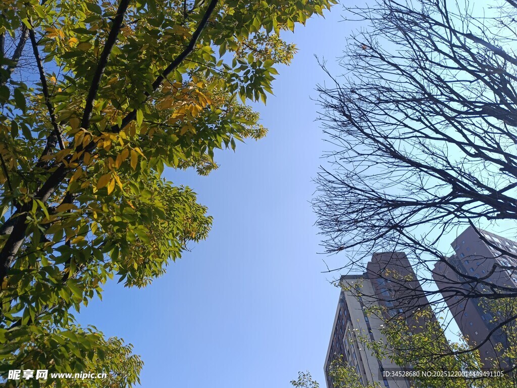 秋日树梢与建筑景致