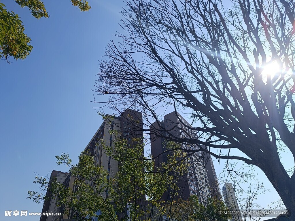 阳光下高楼与光秃树木