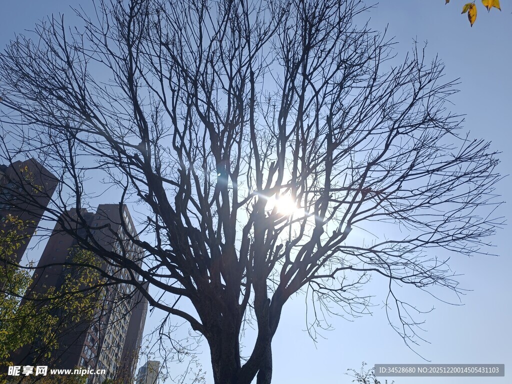 阳光下的光秃树木