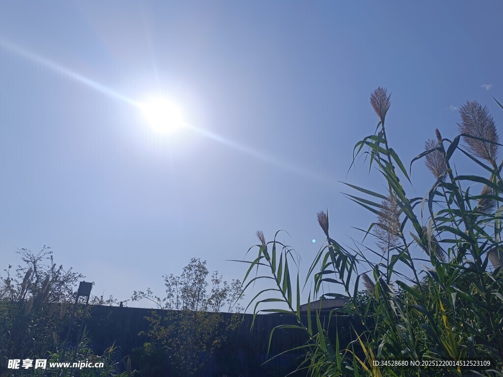 阳光下的花草与明亮天空