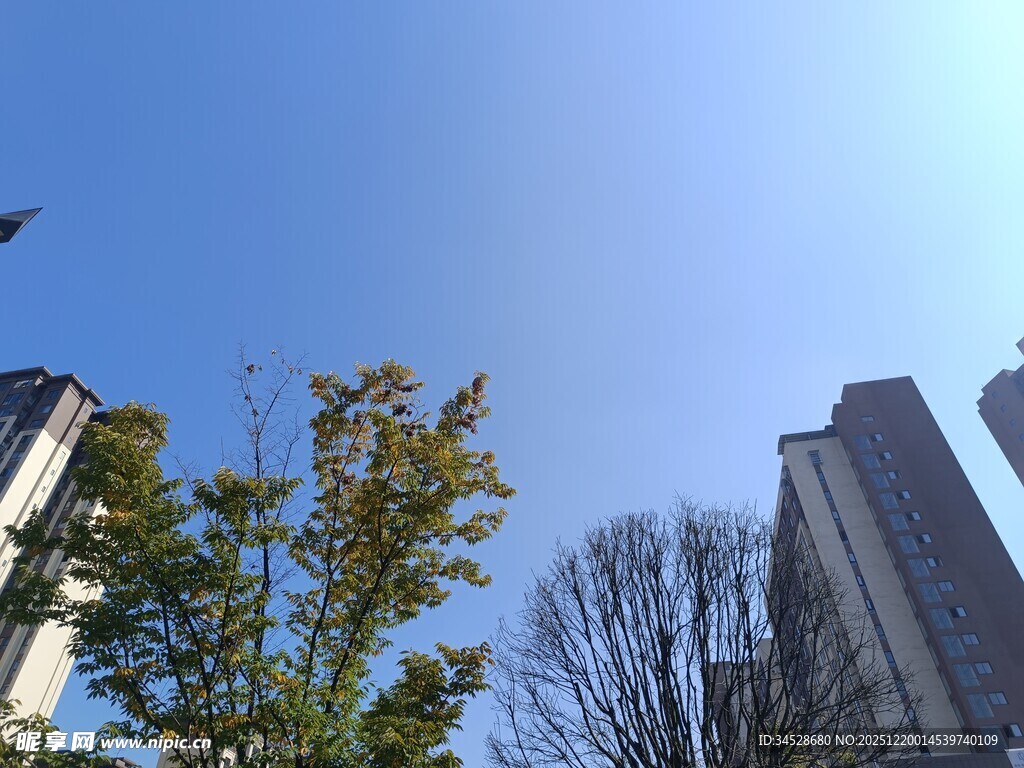 秋日城市中的楼与树木