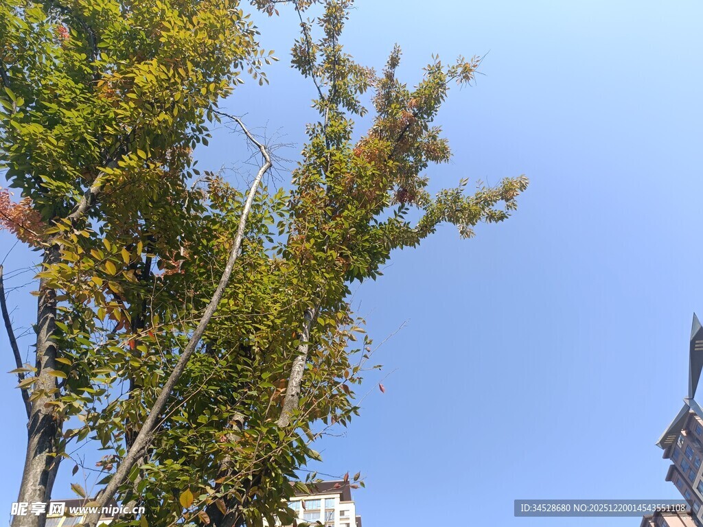 秋日蓝天旁的葱郁树木