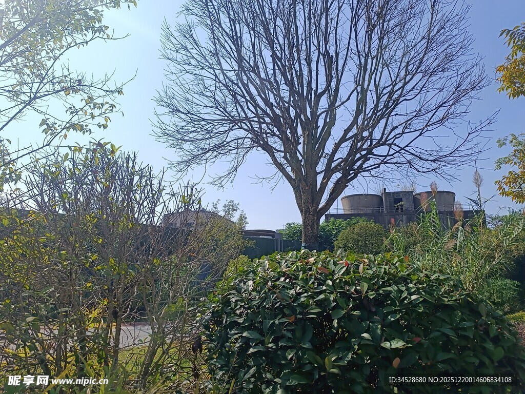 冬日枯树与葱郁灌木景观