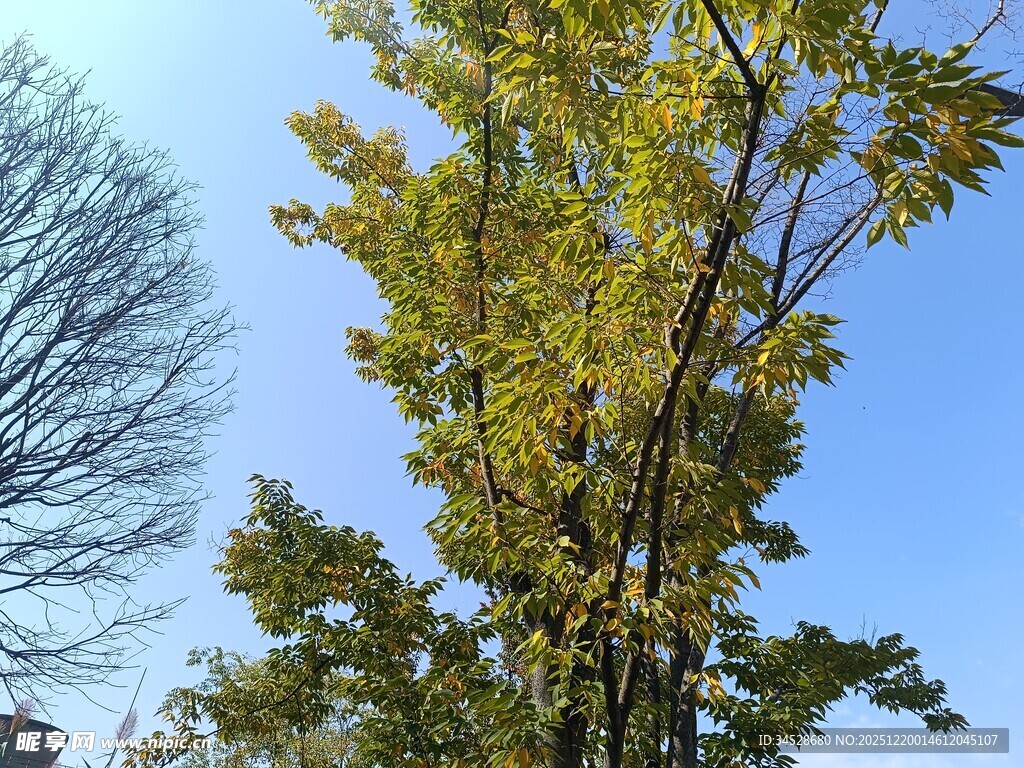 秋日黄叶树 
