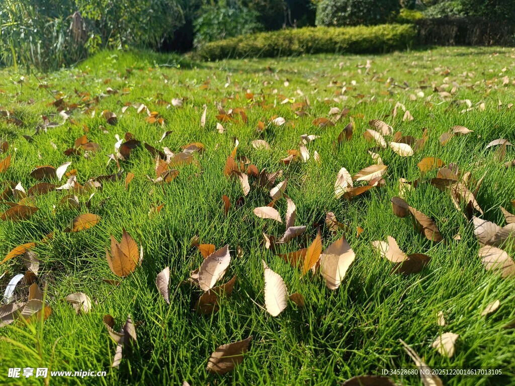 草地散落枯叶的自然景象