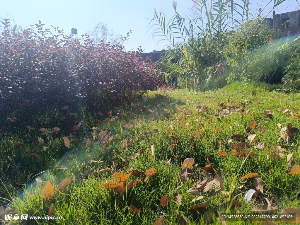 户外多彩植被景观