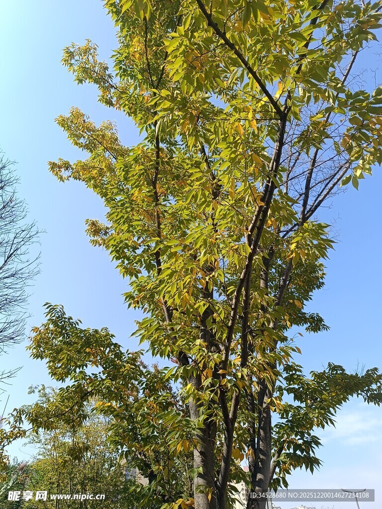 秋日挺拔绿树映蓝天