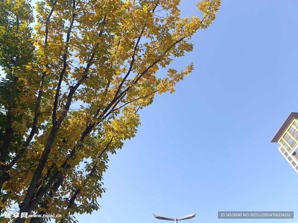 秋日银杏与蓝天飞鸟