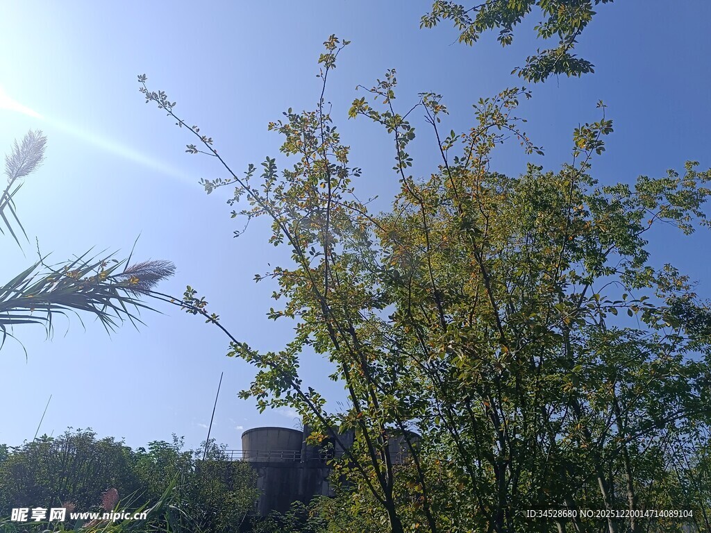 阳光下的绿植与蓝天