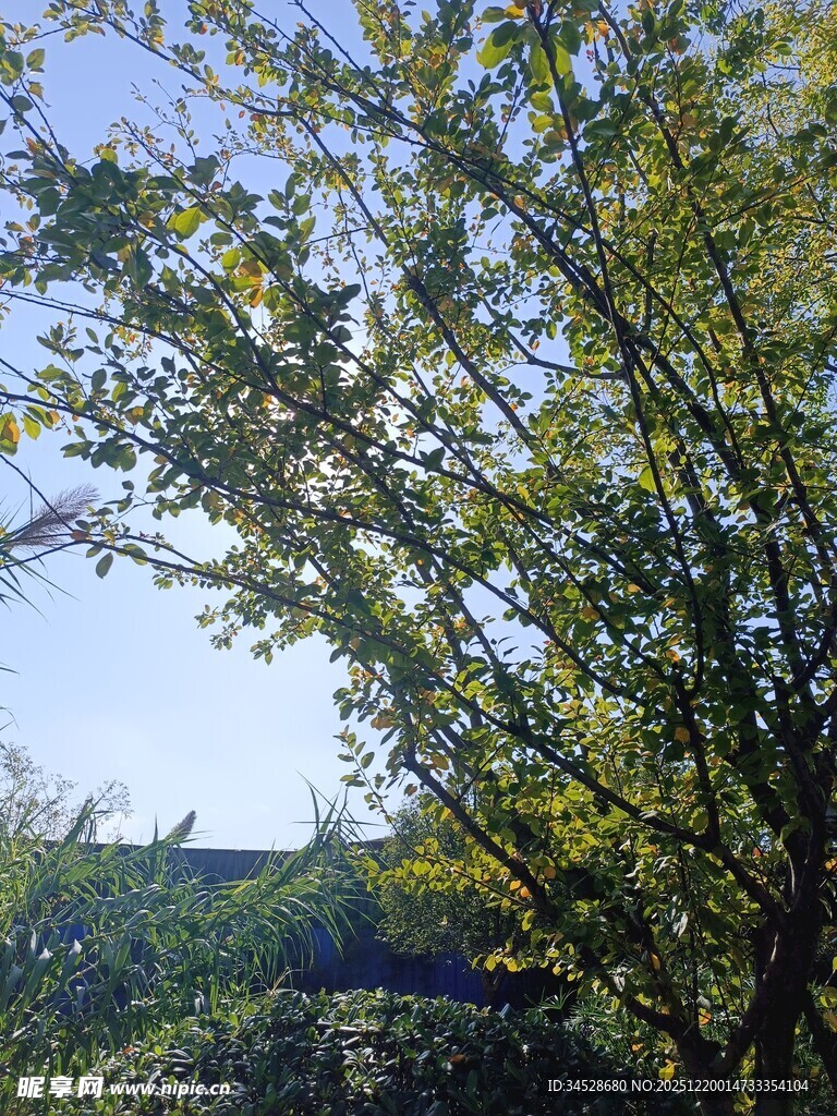 阳光下繁茂的绿树景观