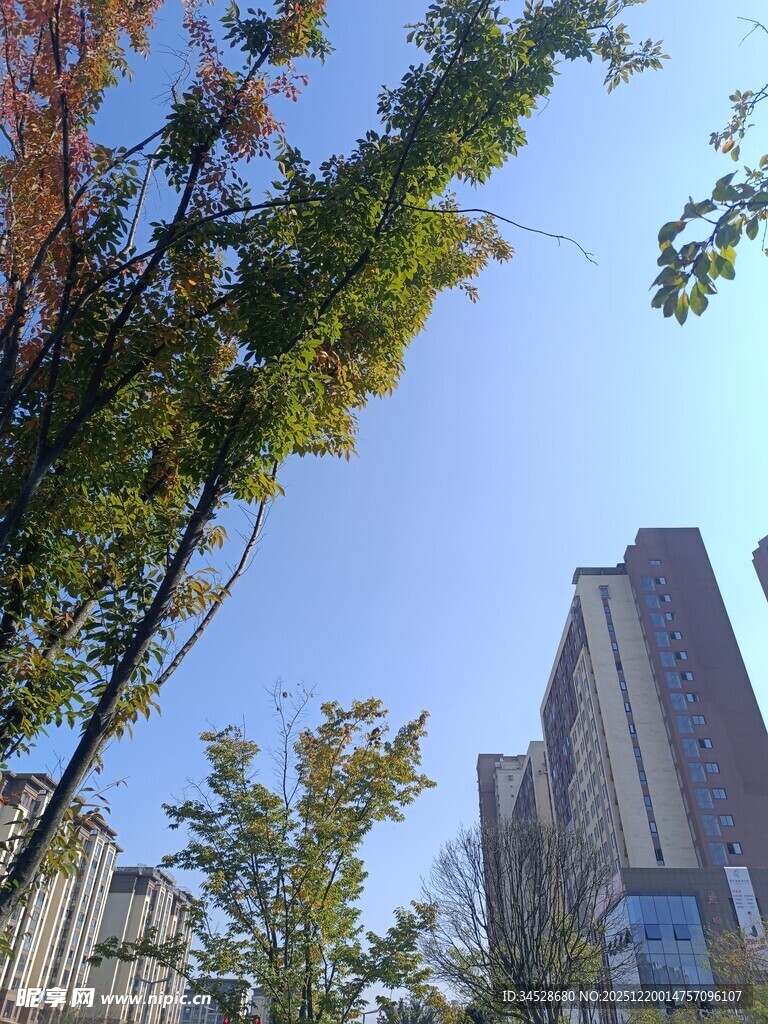 秋日城市中的树木与高楼