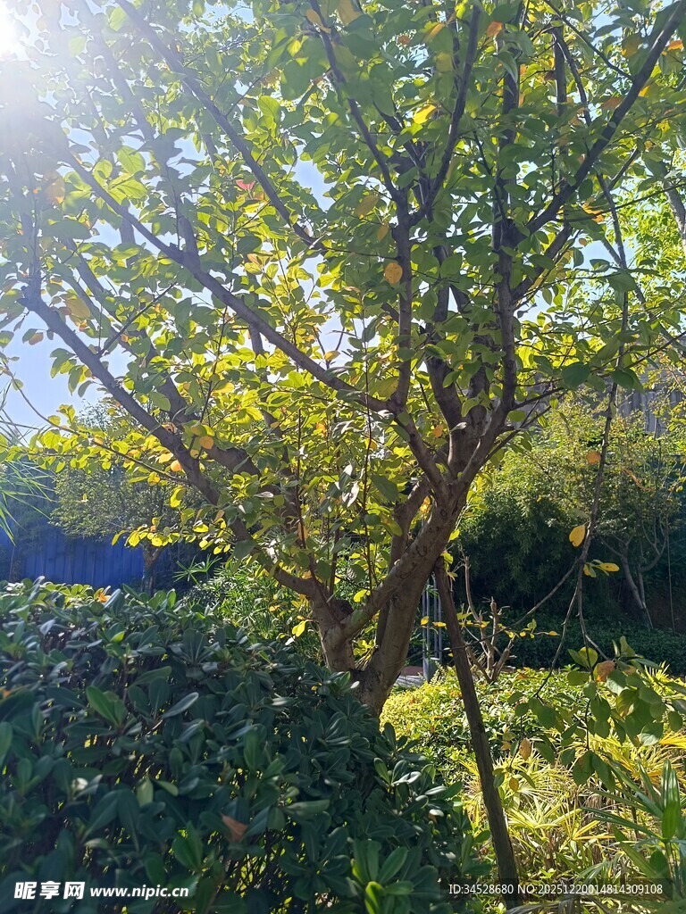 阳光照耀下的繁茂树木