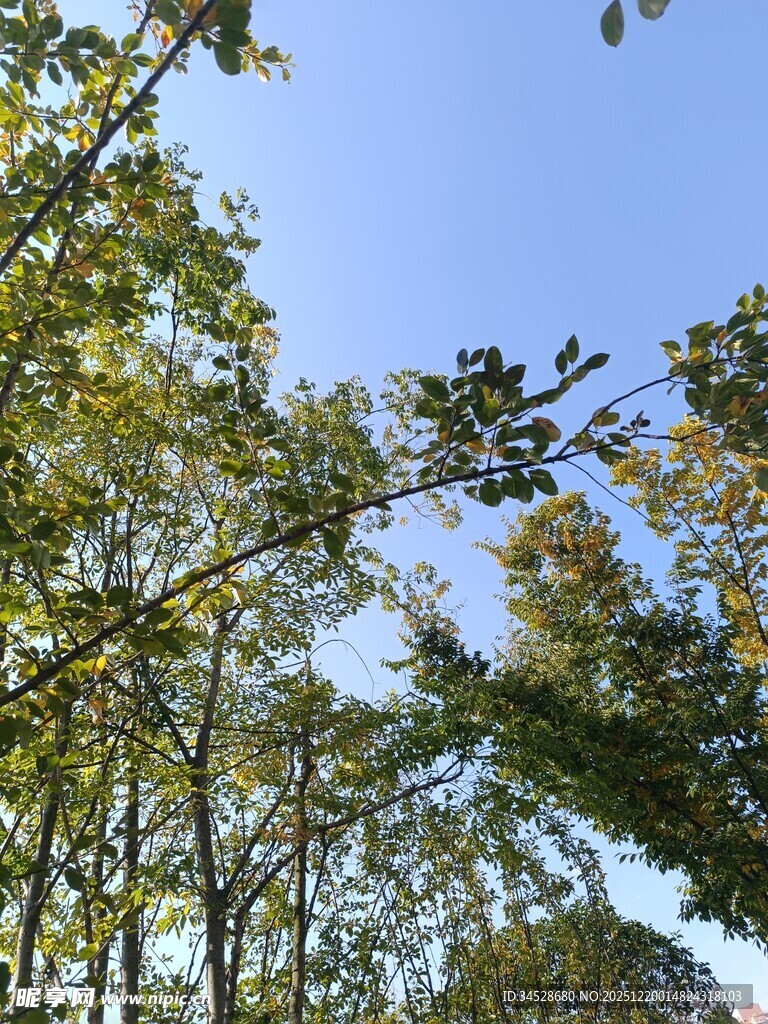 秋日林间枝叶与蓝天