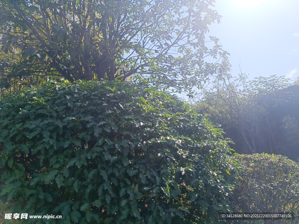 阳光照耀下的繁茂绿植