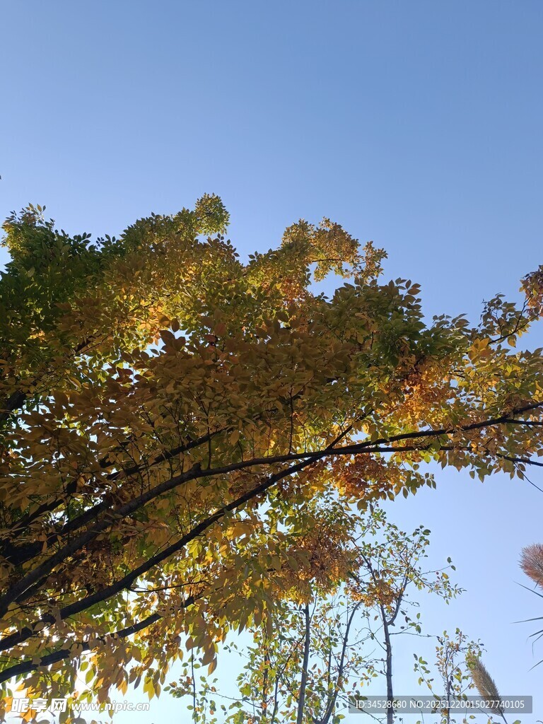 秋日枝头斑斓树叶景象