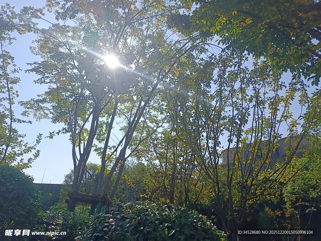 阳光洒落林间绿意盎然