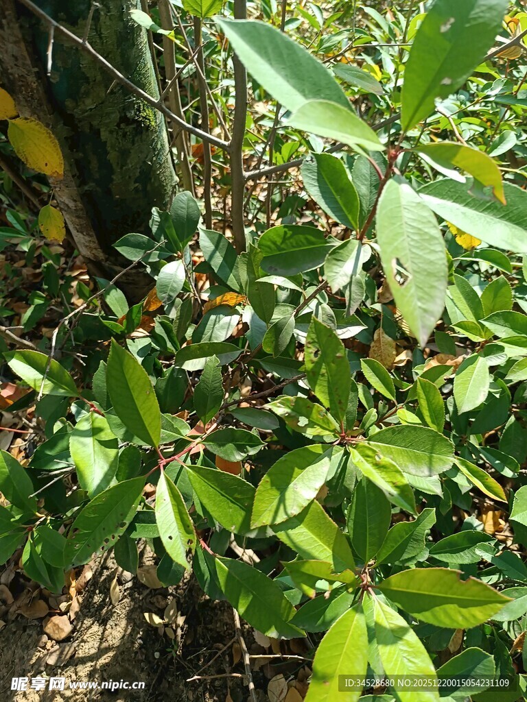 绿叶间的繁茂植物景象