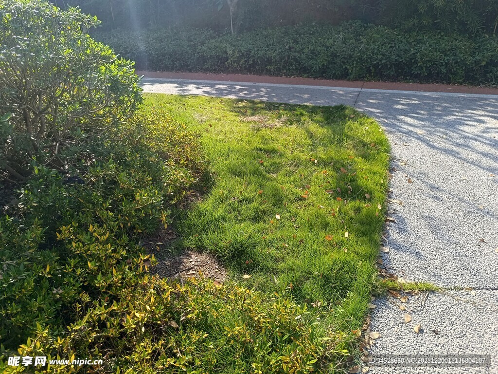 路边绿意盎然的植被