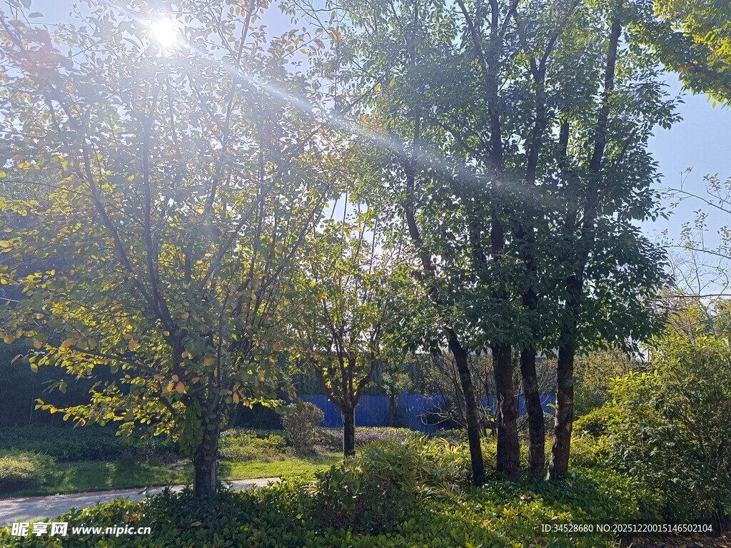 阳光洒落林间绿意景致