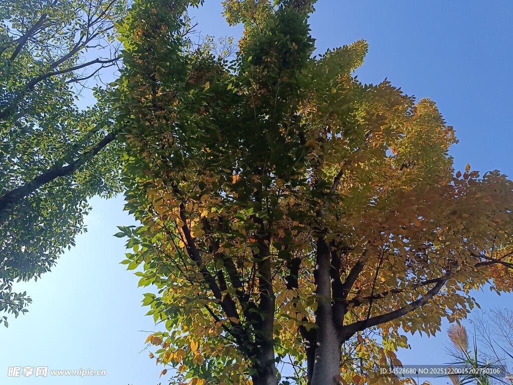 秋日挺拔树木映蓝天