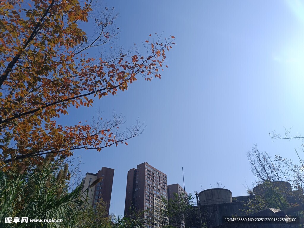 秋日城市中的高楼与树木