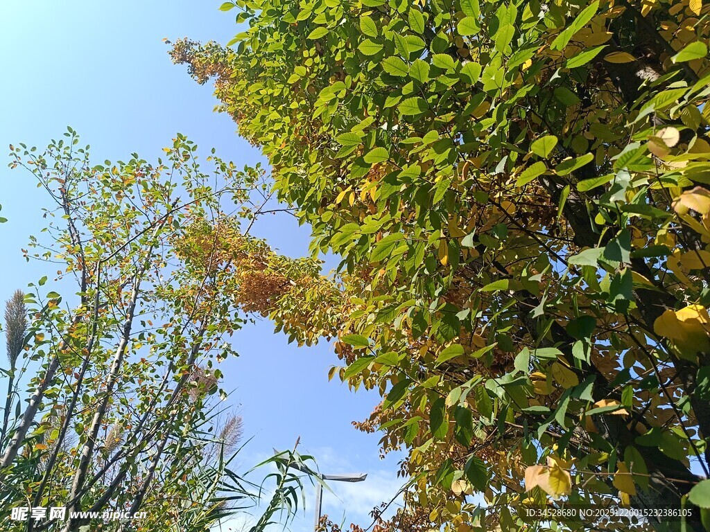 秋日绿树蓝天景致