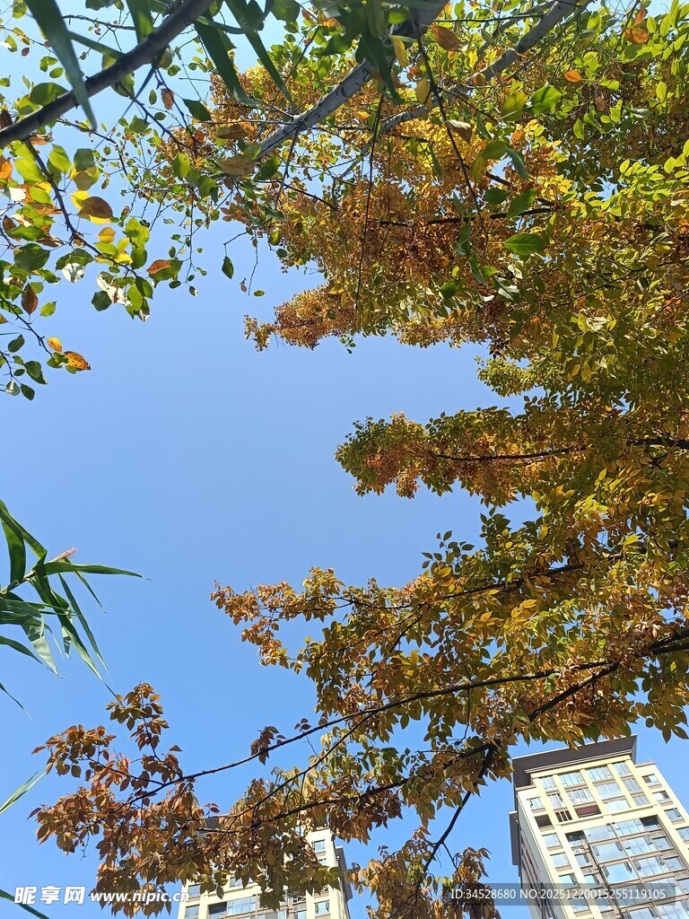 秋日树梢与高楼蓝天