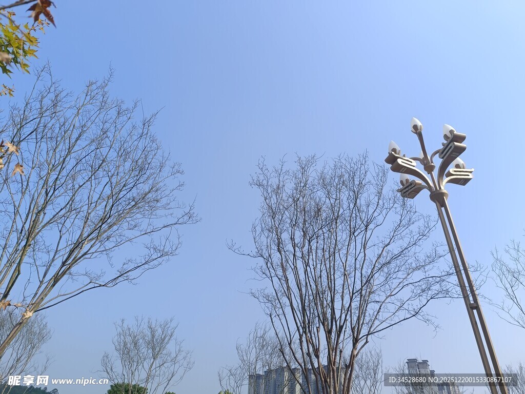 冬日户外树木与路灯景观