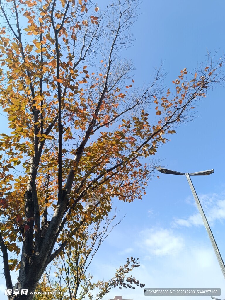 秋日蓝天树枝景象