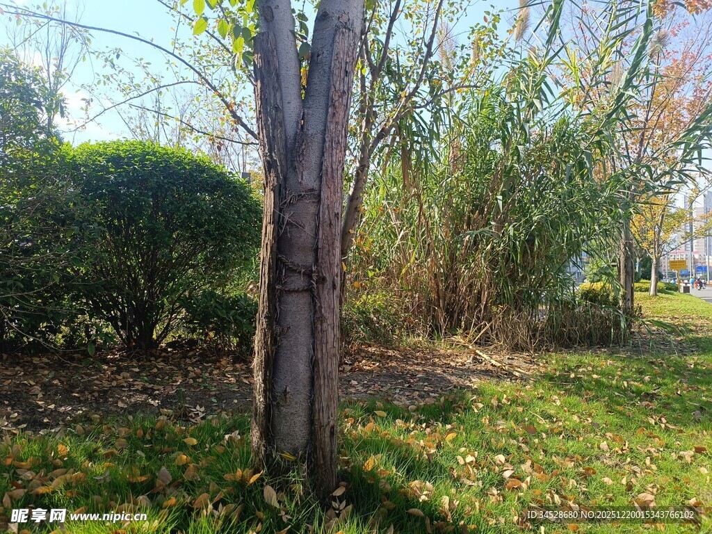 秋日林间树木与草地景象