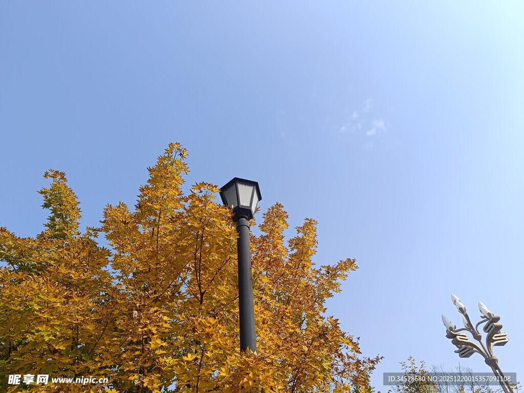 秋日路灯旁的金黄树叶