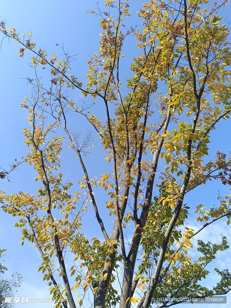 秋日枝头黄叶蓝天景象