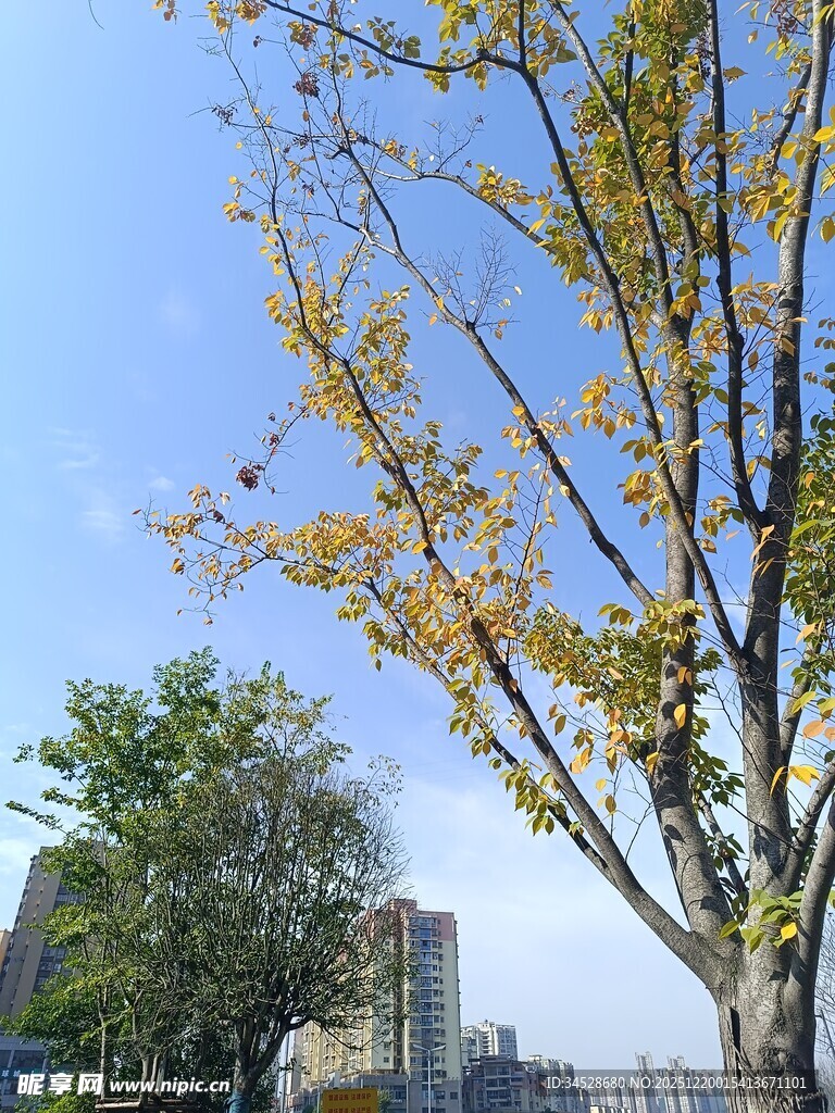 秋日树梢与远处建筑景观