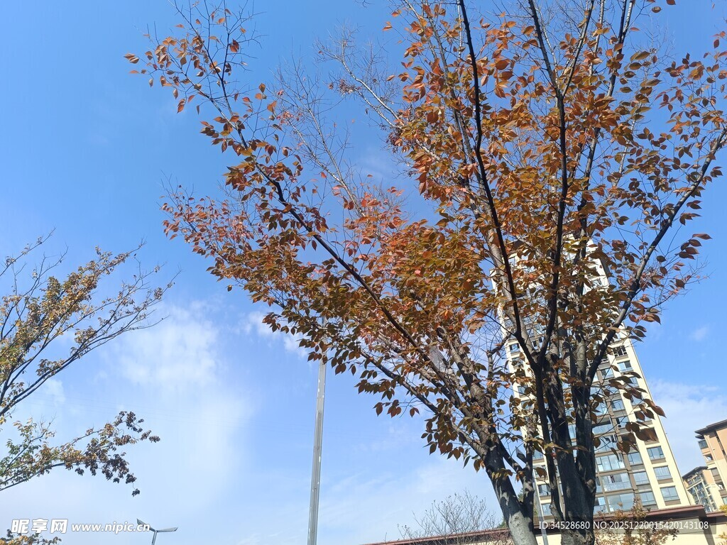 秋日树影下的古老建筑