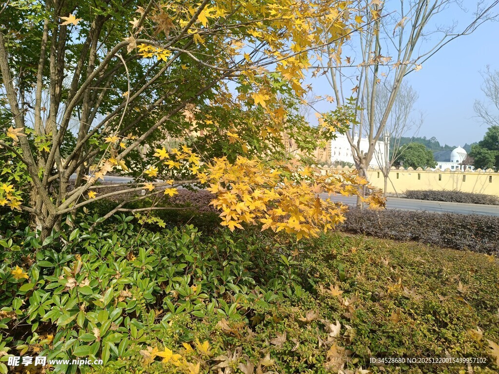 秋日路边斑斓树木景致