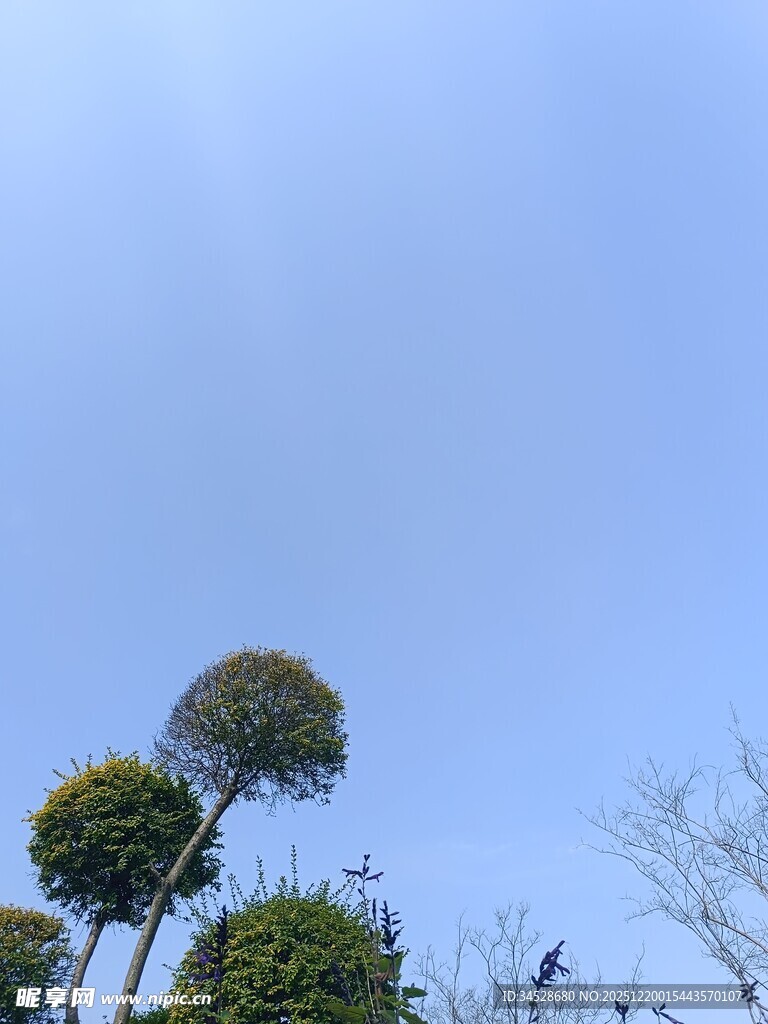 蓝天映衬下的独特球形树木