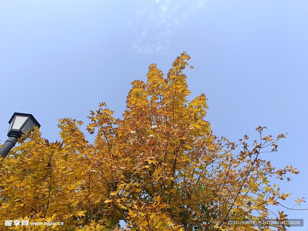 秋日树梢与蓝天