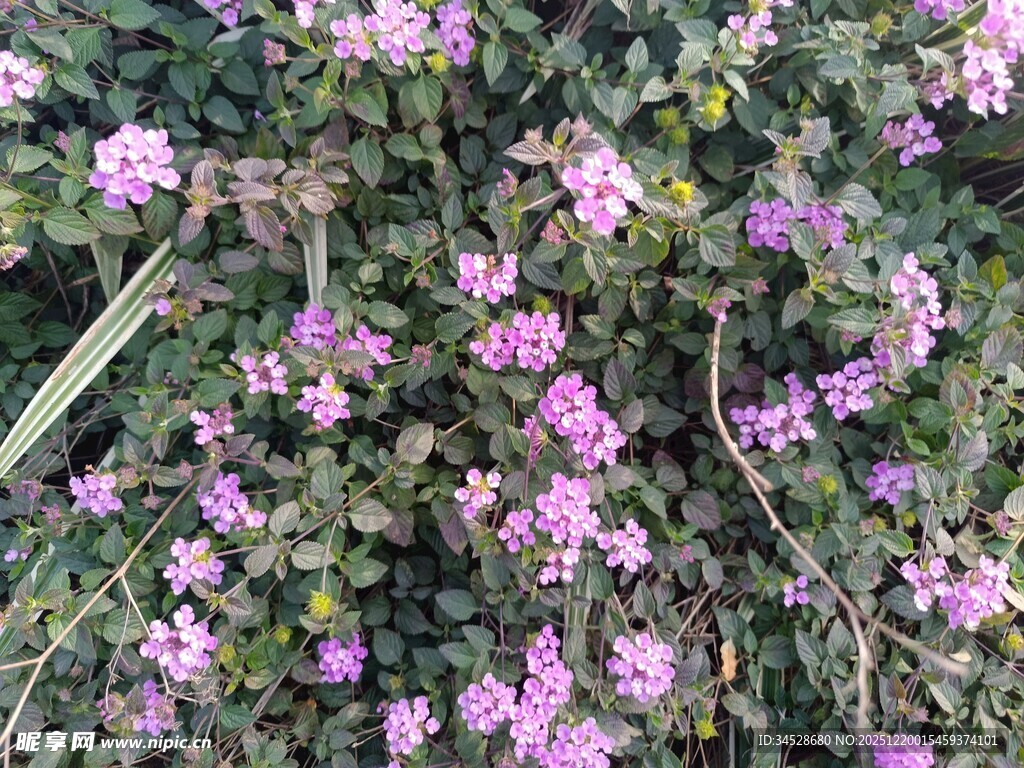 繁茂紫花绽放的美丽景象
