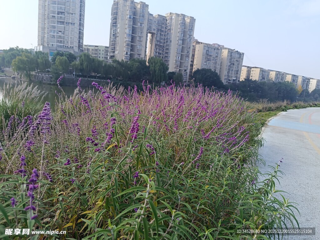 河畔紫花与林立高楼