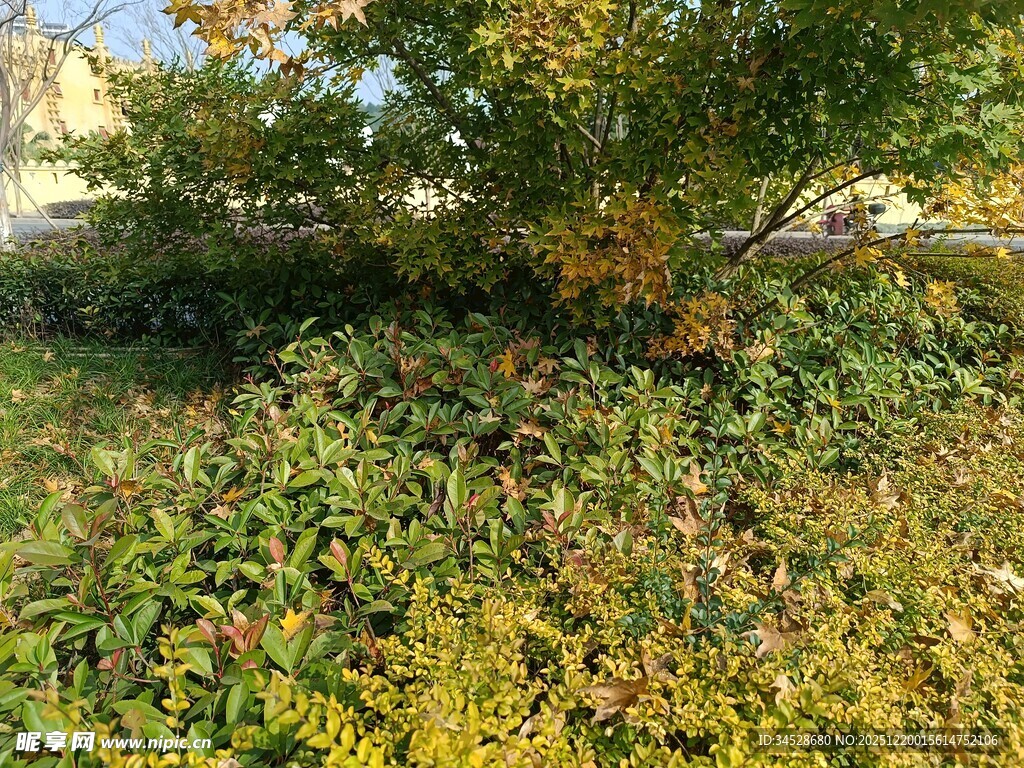 秋日繁茂绿植景观