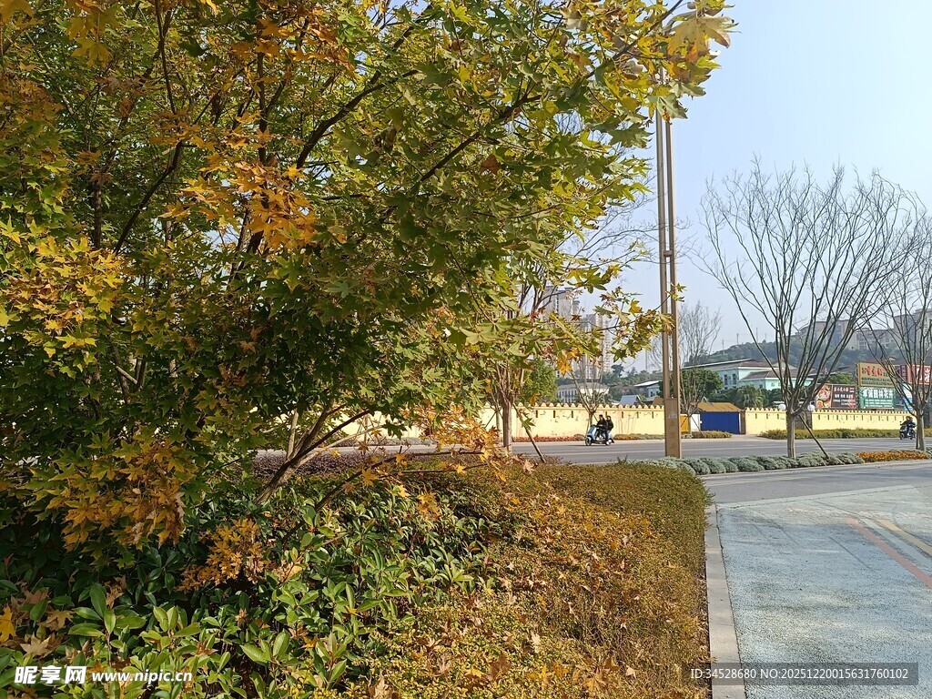 秋日路边斑斓树木景观