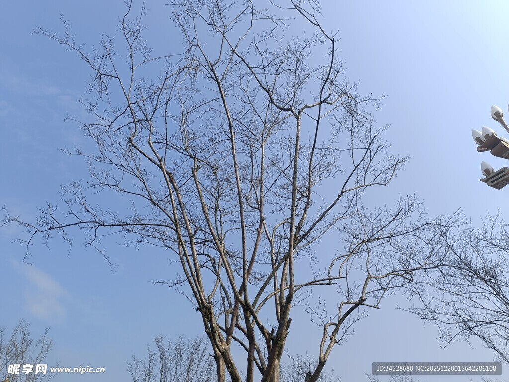 蓝天映衬下的光秃树木