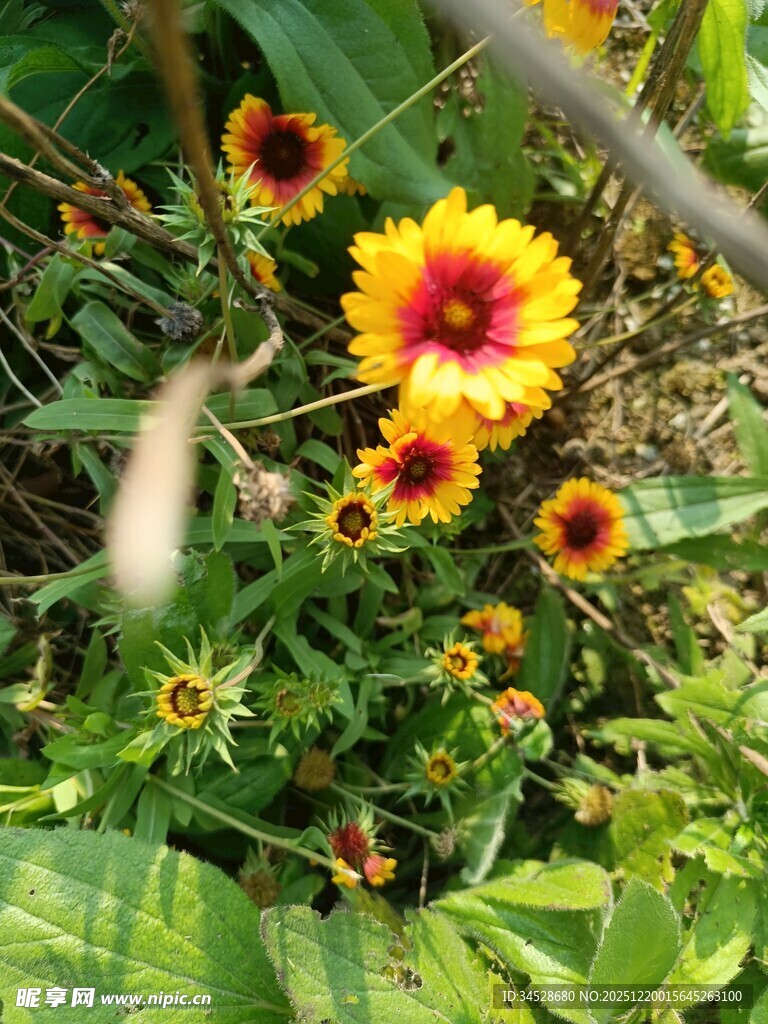 鲜艳金鸡菊绽放于绿叶间