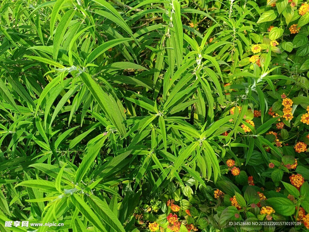 翠绿植物与多彩小花景观