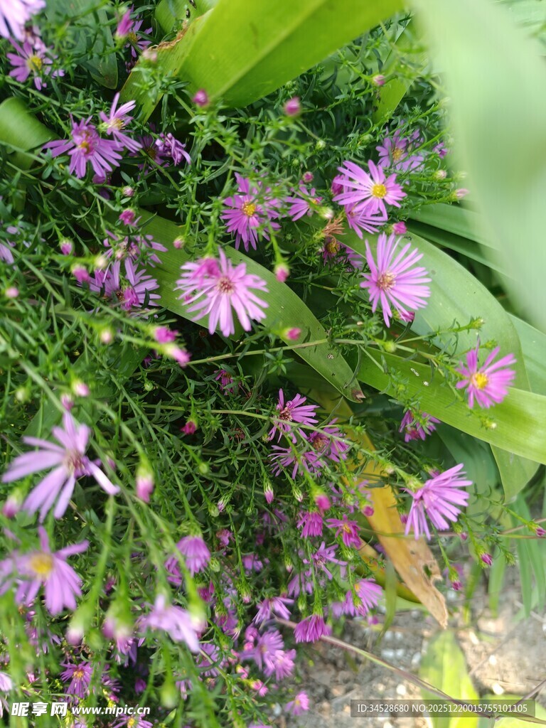 紫色小花绽放于绿叶间